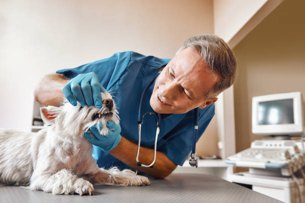 Best Emergency Wisdom Tooth Extraction in Gananda, NY